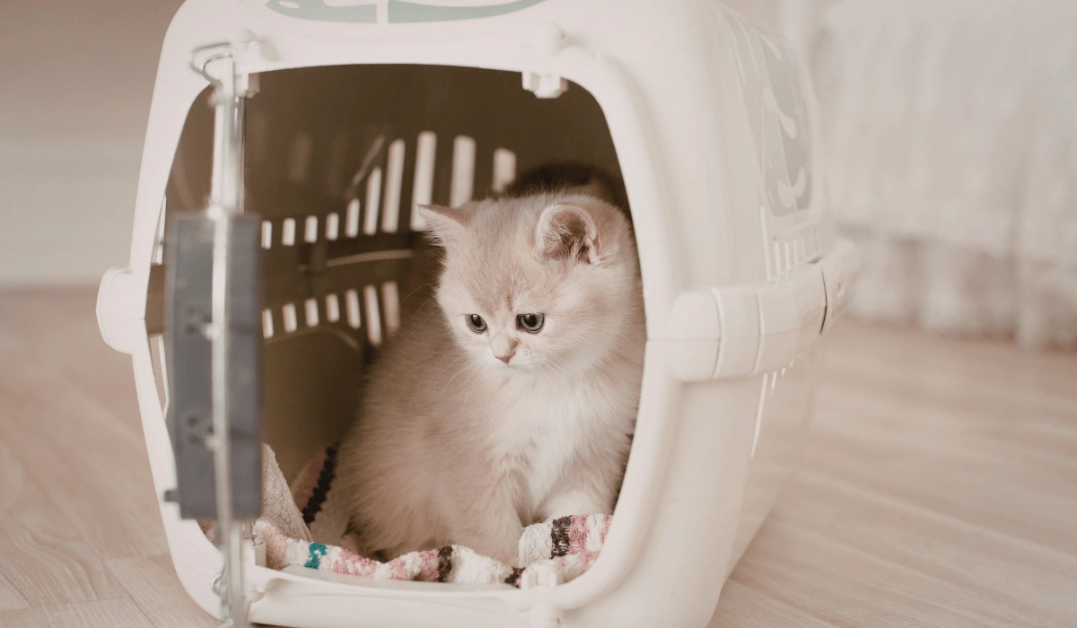 How to Tell How Old a Kitten Is: Age Signs & Clues