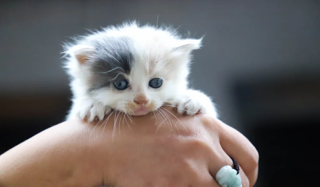 Can You Tell a Kitten Age by Its Eyes Alone