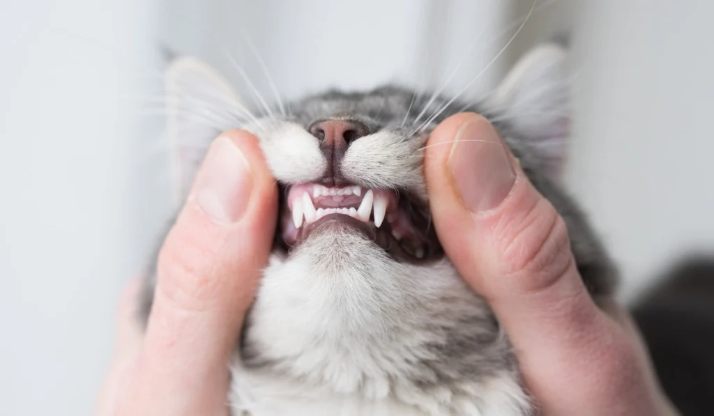 How To Check a Kitten’s Teeth Safely