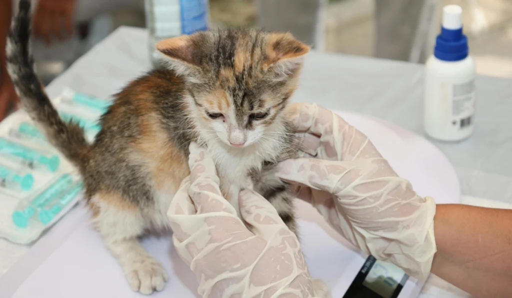 How To Estimate Kitten Age by Weight
