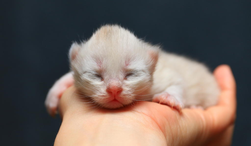 How To Estimate Your Kitten’s Age