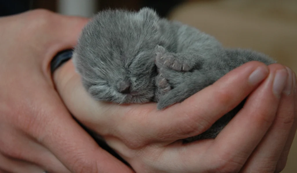 Why Kittens Are Born With Their Eyes Closed